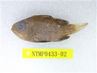 藏品(黑天竺鯛)的圖片